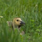 Little flowers